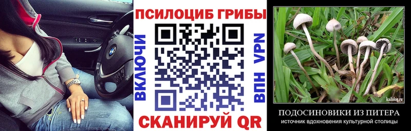 Купить закладки  Зверево  Псилоцибиновые грибы GOLDEN TEACHER 